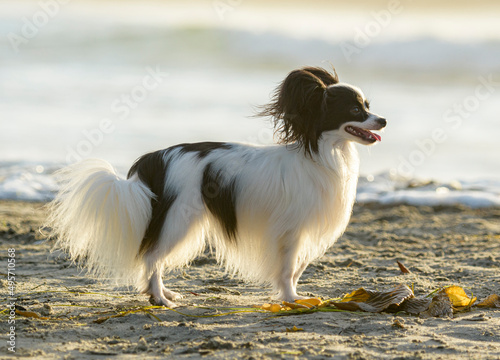Papillon dog plays at Ocean Beach CA dog beach