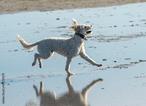 Happy Poodle dog running on beach shore  © Mark J. Barrett
