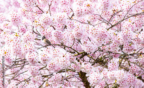 Dark eyed junco sparrow bird sits on a branch in a cherry blossom tree in full bloom during the start of Spring season in Seattle, Washington USA. 