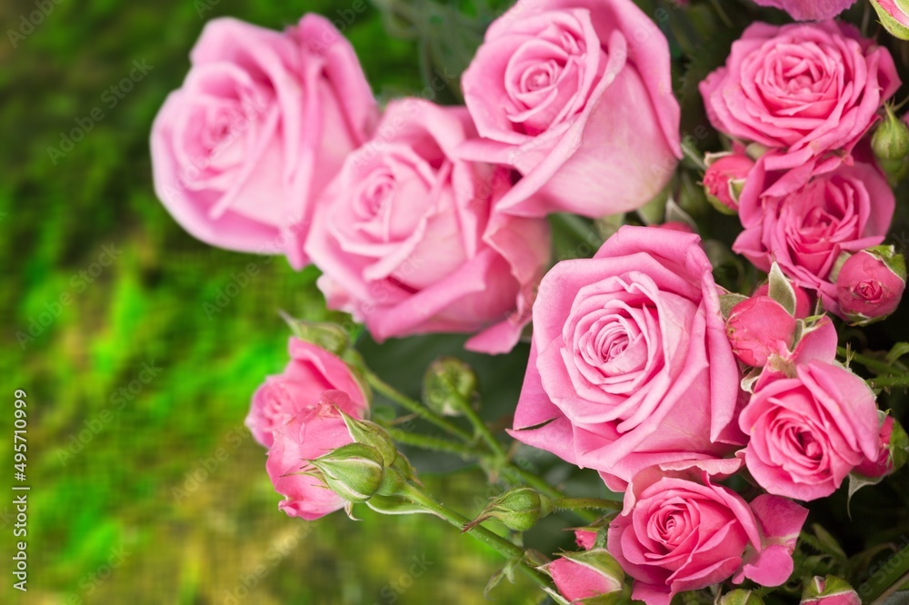 Beautiful pink rose on a natural green background. Beautiful pink rose on a natural green background.