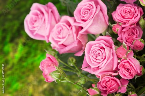 Beautiful pink rose on a natural green background.