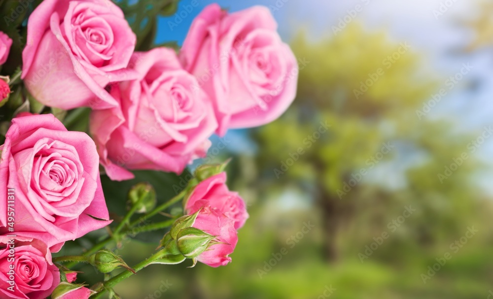 Beautiful pink rose on a natural green background.