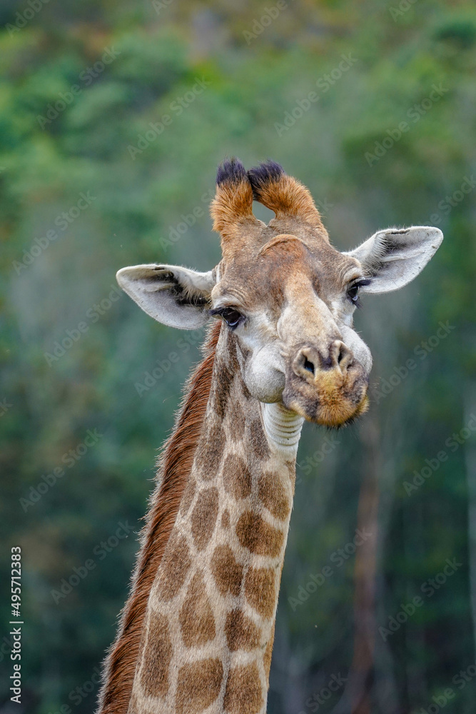 Obraz premium Wild Giraffe Eating