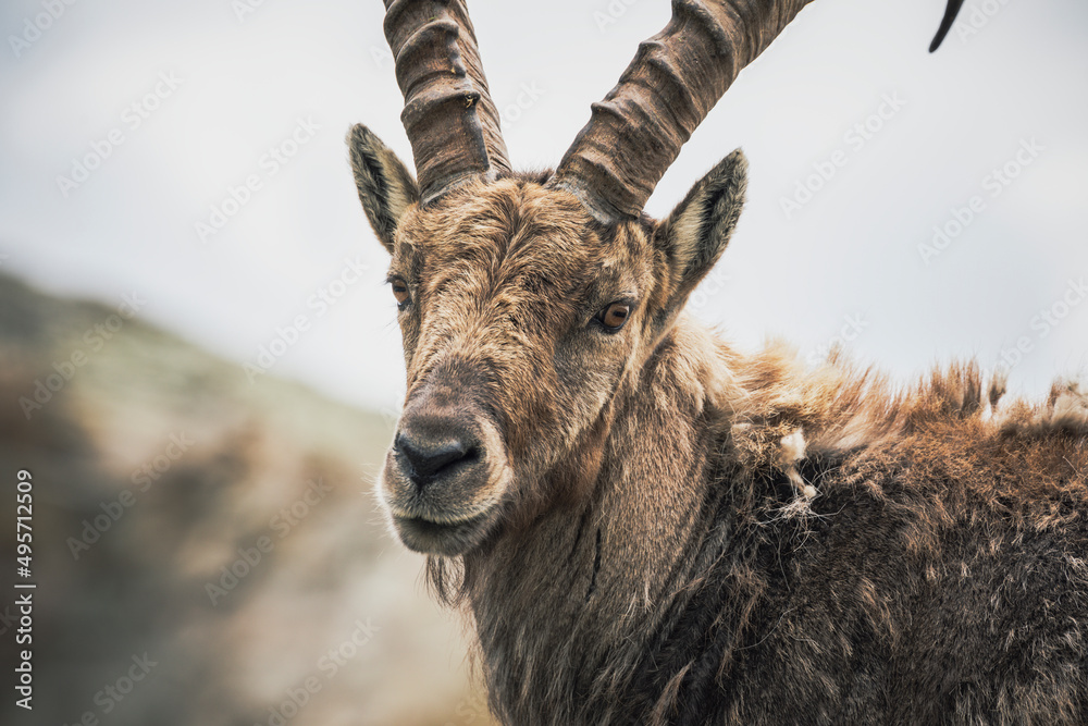 close up portrait of an ibex close up portrait of an ibex