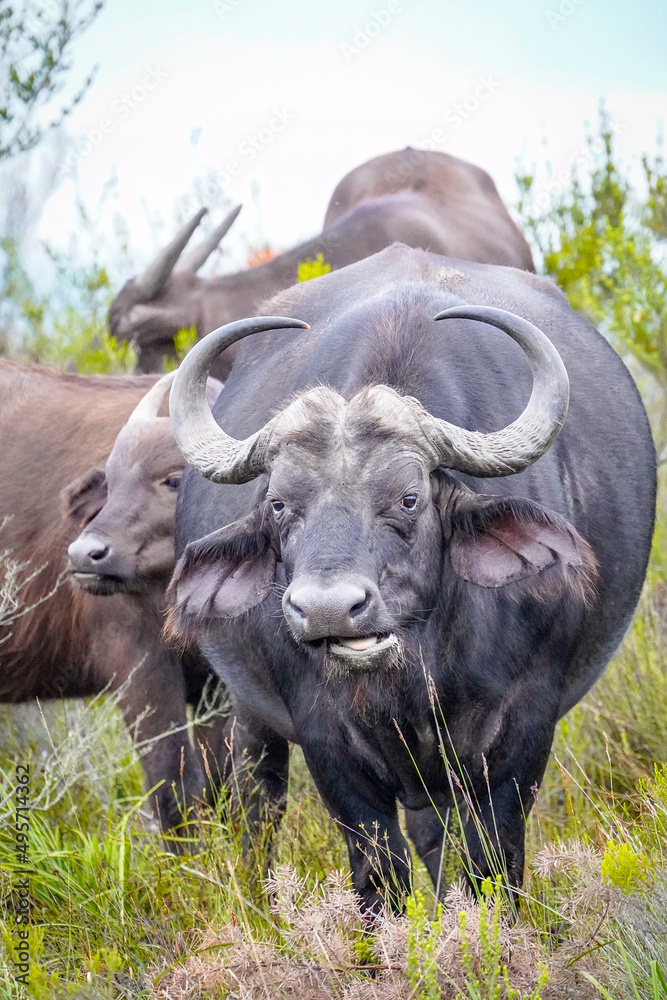 Fototapeta premium Wild Cape Buffalo