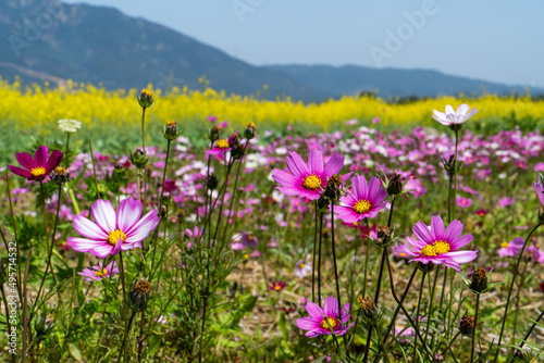 Galsang flower in sunny spring
