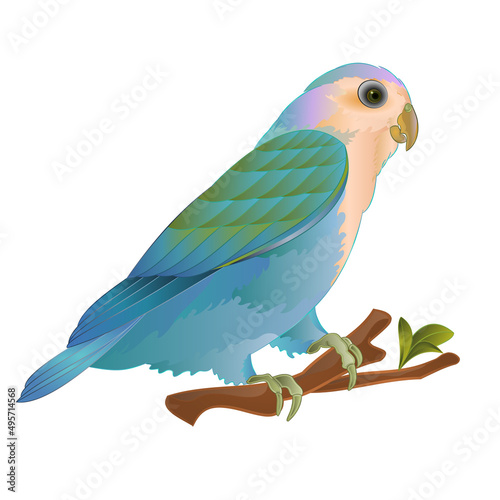 Lovebird Agapornis roseicollis 
parrot blue morph Peach-faced tropical bird  standing on a branch  on a white background vintage vector illustration editable hand draw