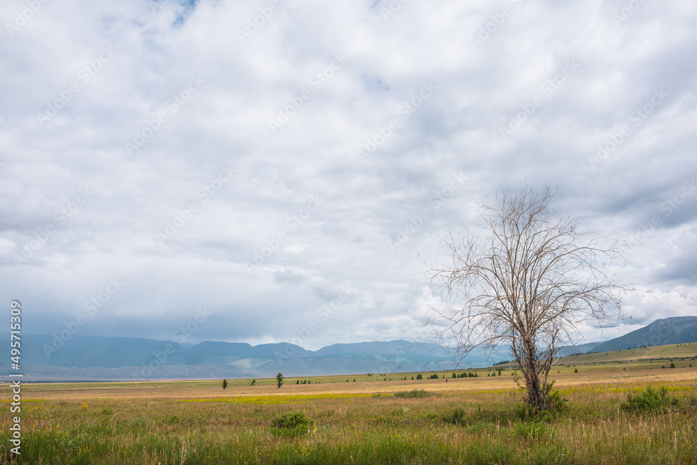 Dramatic view to old dry tree in sunlit steppe against somber large mountains in low clouds during rain. Gloomy landscape with high mountain range in rain and steppe in sunlight in changeable weather. Dramatic view to old dry tree in sunlit steppe against somber large mountains in low clouds during rain. Gloomy landscape with high mountain range in rain and steppe in sunlight in changeable weather.