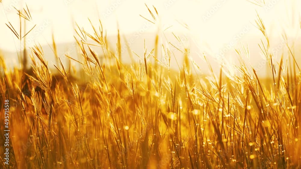 grass flower in wind blowing with evening light sunset golden hour, beautiful in nature background, slow motion