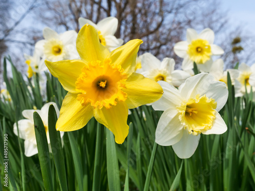 Obraz na plátně The spring with its daffodil plants