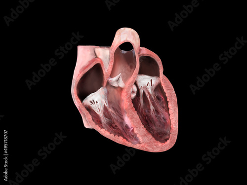 human heart anatomy. Educational diagram showing blood flow with main parts labeled. anatomical heart section, right and left ventricle and septum, heart valve, heart attack, heart problems, 3d render
