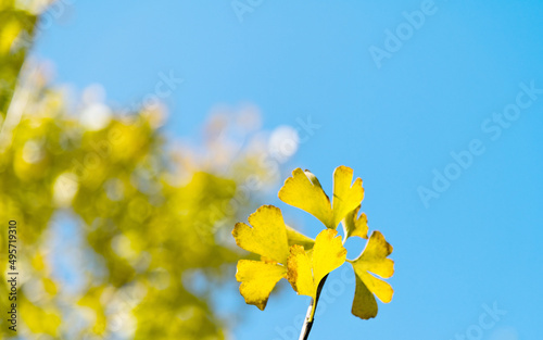 Close up of ginkgo leaves in the park