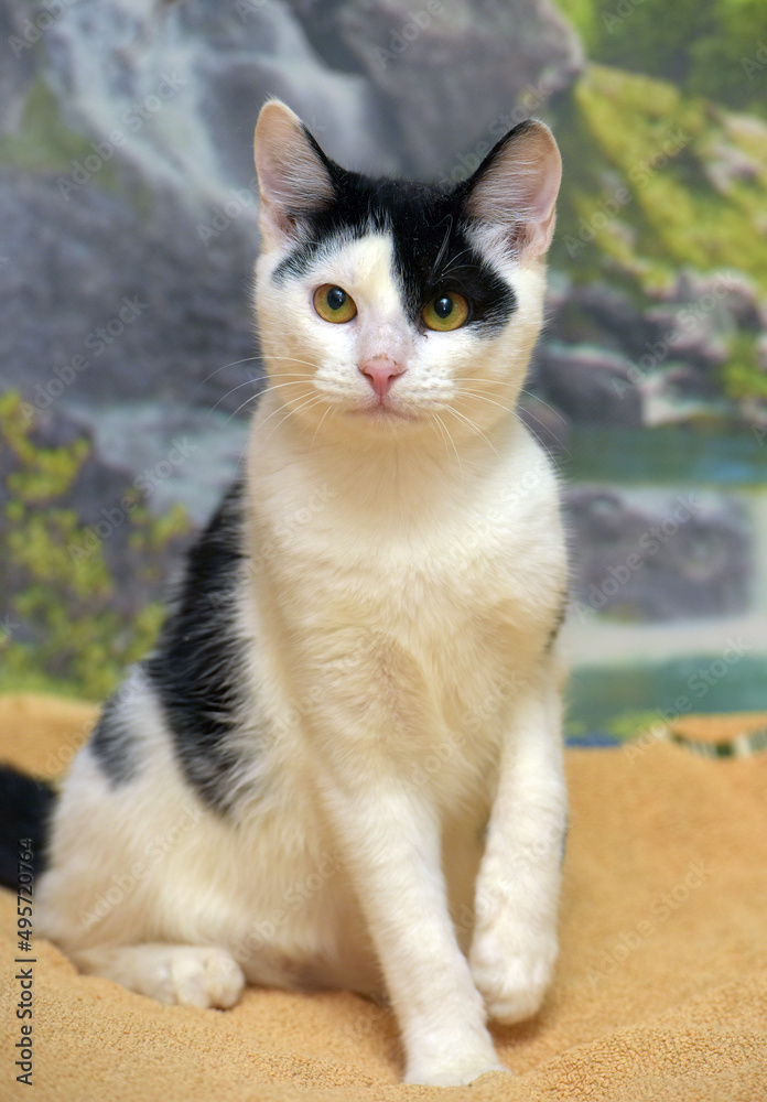 white and black cute young cat white and black cute young cat