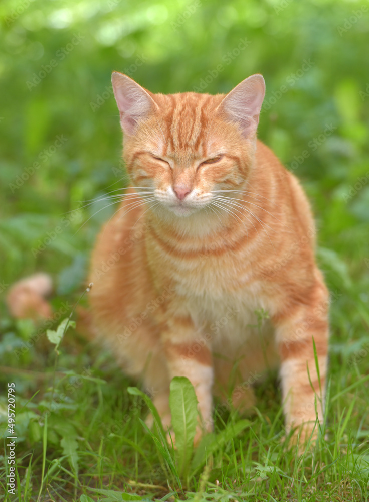 ginger beautiful domestic cat in the summer ginger beautiful domestic cat in the summer