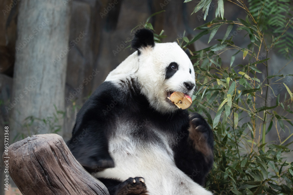 Obraz premium Sweet Fluffy Panda in Thailand, Lin Hui