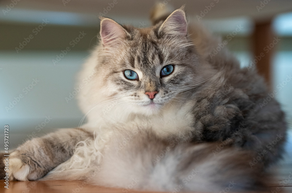 Blue eyed Siberian Cat female