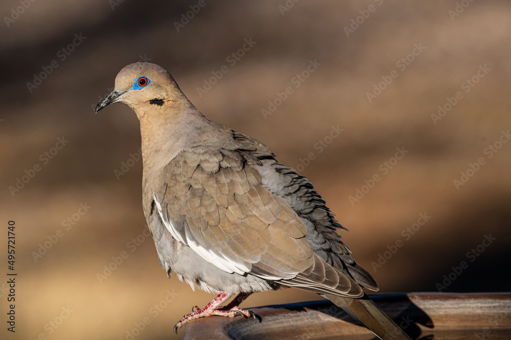 Obraz premium White-winged dove looking at the camera with its blue eyelids.