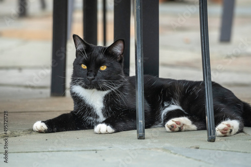 Fototapeta Naklejka Na Ścianę i Meble -  Black tuxedo cat lying on patio under table