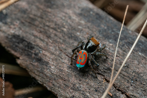 Fotografia, Obraz Closeup of Maratus volan spider on a wood