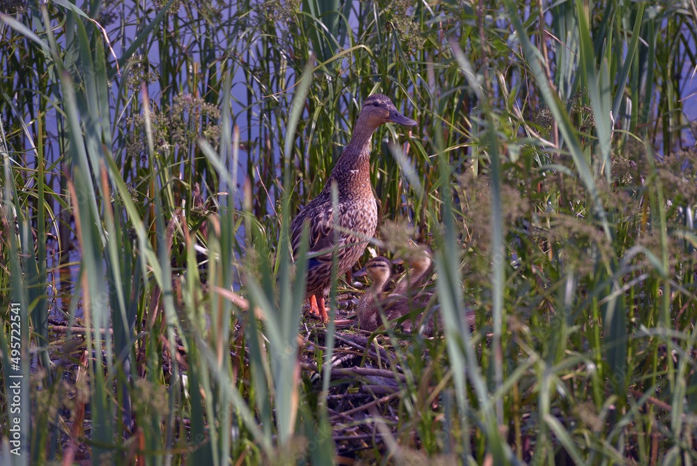 Obraz premium duck with ducklings in a nest