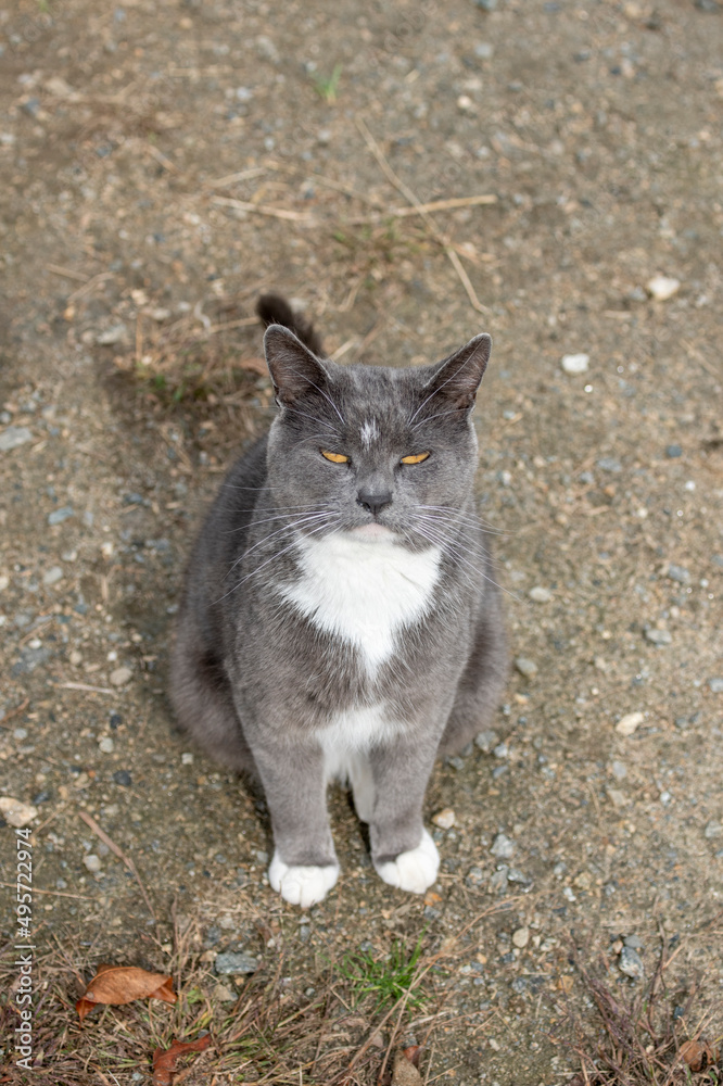 Smokey gray tuxedo cat sitting on stone driveway Smokey gray tuxedo cat sitting on stone driveway