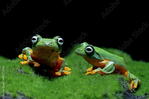 Flying frog on grass, java tree frog, Rhacophorus reinwardtii 