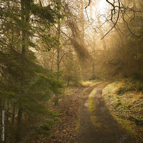 Forest Path Scene © James Hines Photo