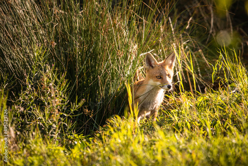 Red fox in its natural habitat - wildlife shot