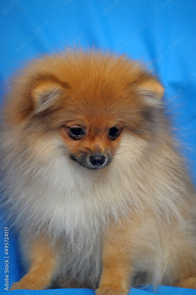 red spitz on a blue background