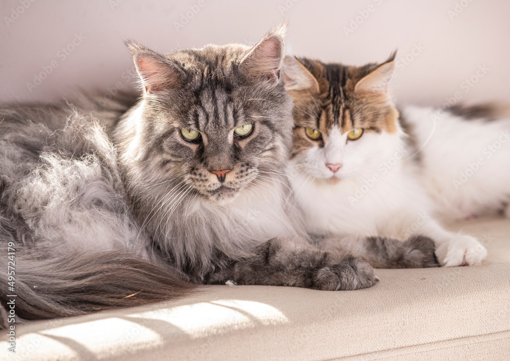 Male and female  adult Maine Coon Cat pair lying close together