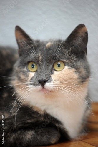 tricolor with white, gray and peach cat