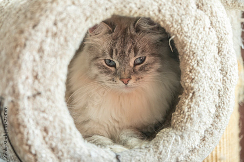 Fototapeta Naklejka Na Ścianę i Meble -  Siberian Cat Female inside cat tree bed