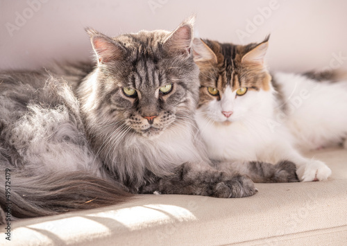 Male and female adult Maine Coon Cat pair lying close together