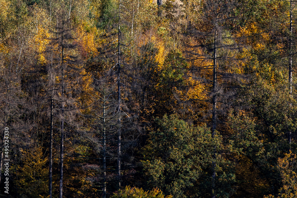 Lovely autumnal forests lit by warm late afternoon sun