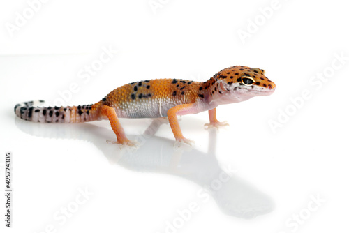 Leopard gecko on a white background, Eublepharis macularius