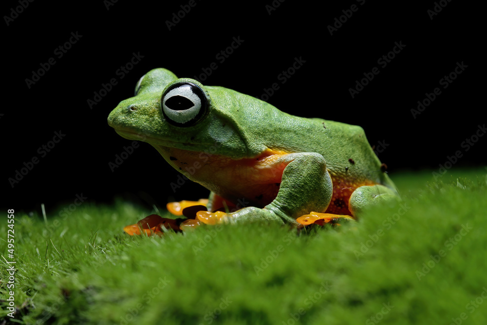 Flying frog on grass, java tree frog, Rhacophorus reinwardtii Flying frog on grass, java tree frog, Rhacophorus reinwardtii