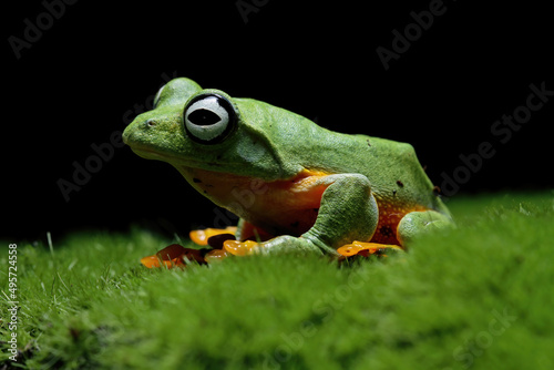 Flying frog on grass, java tree frog, Rhacophorus reinwardtii  © Agus Gatam