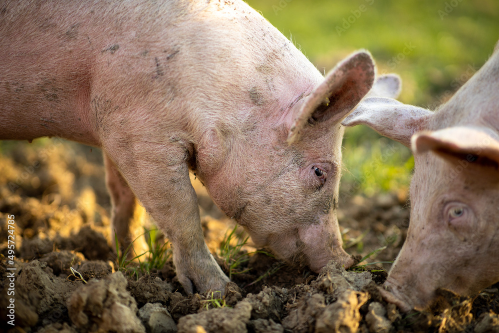 Pigs eating on a meadow in an organic meat farm Pigs eating on a meadow in an organic meat farm