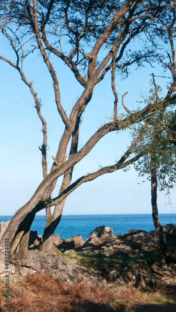 Arbol silvestre en acantilado rocoso junto al mar