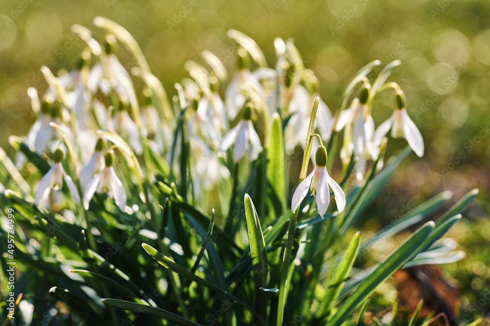 White snowdrops and green leaves. Spring in Ukraine. War time. White snowdrops and green leaves. Spring in Ukraine. War time.