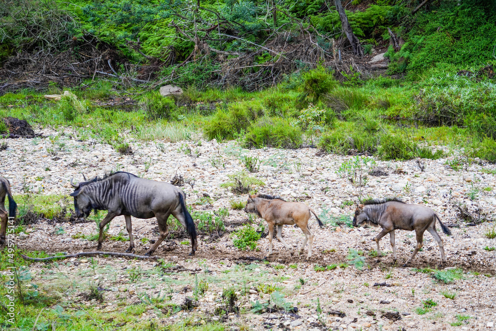 Roaming Wildebeest Roaming Wildebeest