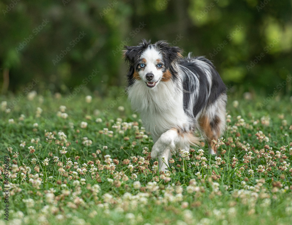 Toy Australian Shephard dog in grass