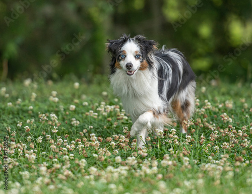 Toy Australian Shephard dog in grass