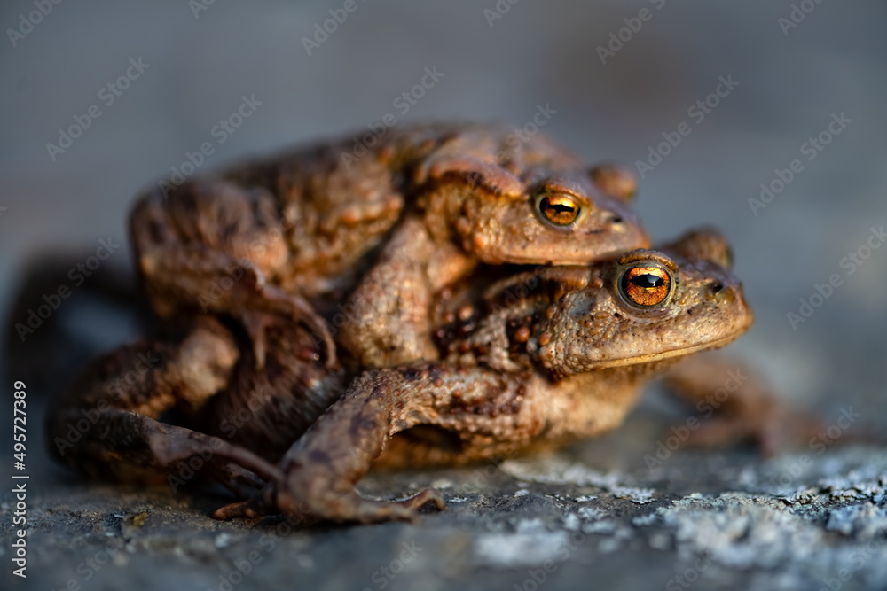 Couple of Toads in amplexus on annual migration to their breeding pond, macro close up. The common toad (Bufo bufo) is a frog with greyish-brown skin covered with wart-like lumps and bright orange eye Couple of Toads in amplexus on annual migration to their breeding pond, macro close up. The common toad (Bufo bufo) is a frog with greyish-brown skin covered with wart-like lumps and bright orange eye