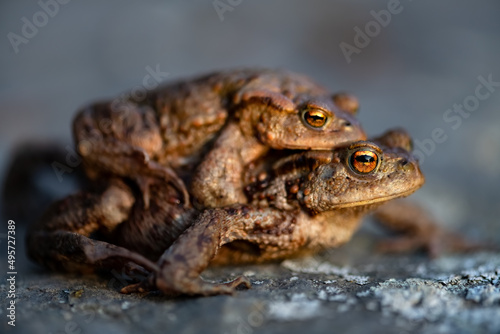 Couple of Toads in amplexus on annual migration to their breeding pond, macro close up. The common toad (Bufo bufo) is a frog with greyish-brown skin covered with wart-like lumps and bright orange eye photo