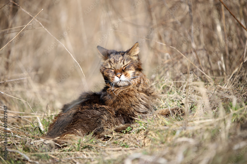 sunbathing cat