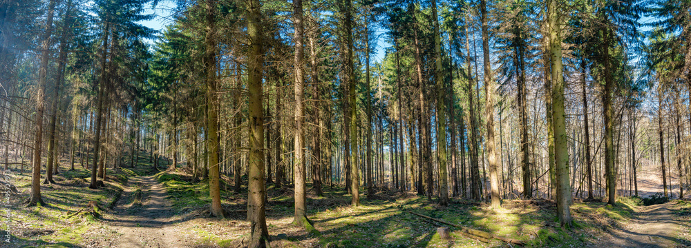 Obraz premium Panoramic view over a road in magical deciduous and pine forest, rocky granite hills landscape at riverside of Zschopau river near Mittweida town, Saxony, Germany, at warm sunset and blue Spring sky.