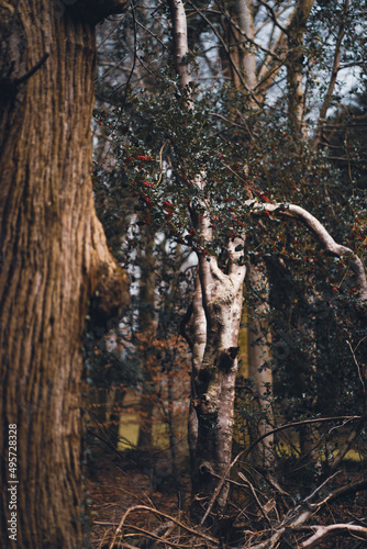 Trees in Tollymore Forest Park Newcastle UK in autumn photo