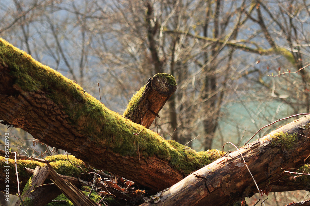 Broken tree branch with green moss