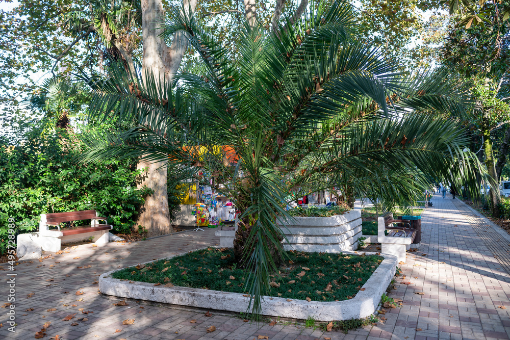A low palm tree with lush leaves on an alley in the park.